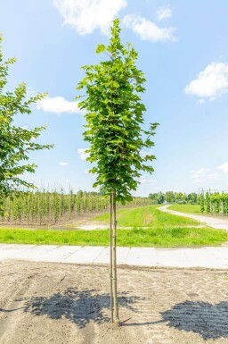 Acer platanoides hochstamm