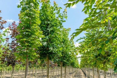 Acer platanoides hochstamm