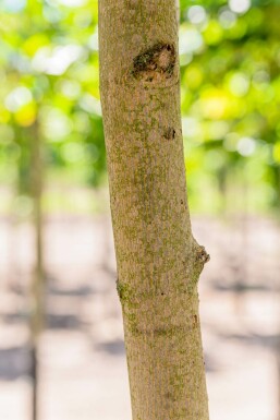 Acer platanoides hochstamm 10/12