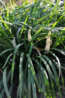 Liriope muscari 'Monroe White'