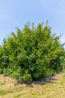 Acer platanoides mehrstämmig