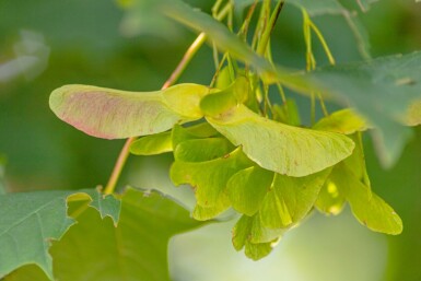 Acer platanoides mehrstämmig 200-250