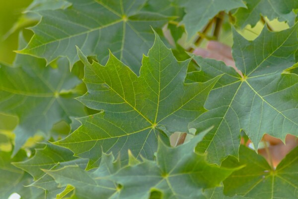 Acer platanoides 'Cleveland'