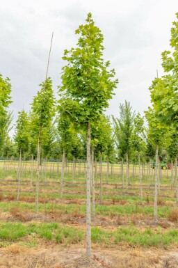 Acer platanoides 'Cleveland' hochstamm