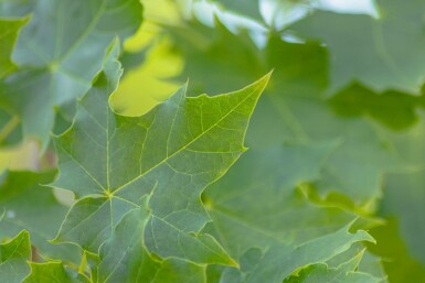 Acer platanoides 'Cleveland' hochstamm 10/12