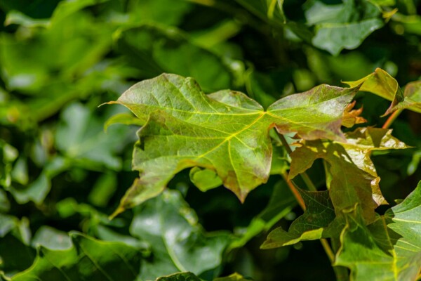 Acer platanoides 'Columnare'