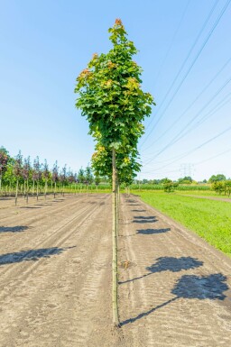 Acer platanoides 'Columnare' hochstamm 10/12