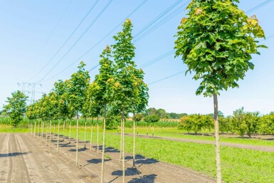 Acer platanoides 'Columnare' hochstamm