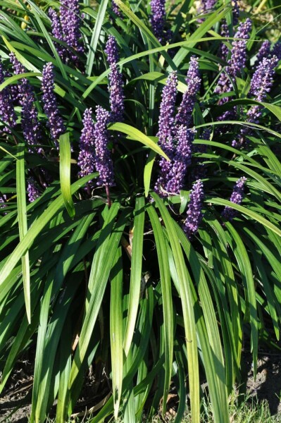 Liriope muscari 'Royal Purple'