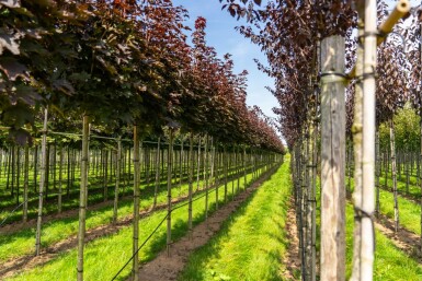 Acer platanoides 'Crimson Sentry'