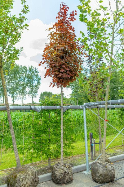 Acer platanoides 'Crimson Sentry' hochstamm 6/8