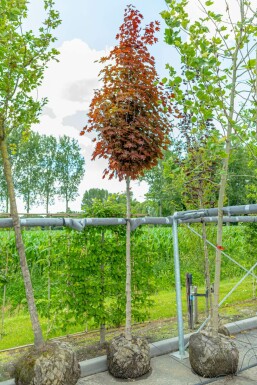 Acer platanoides 'Crimson Sentry' hochstamm