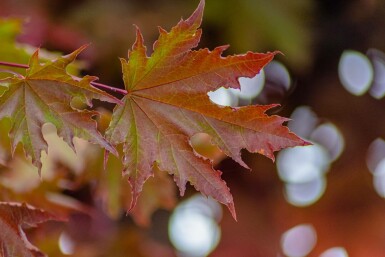 Acer platanoides 'Crimson Sentry' hochstamm