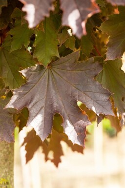 Acer platanoides 'Crimson Sentry' hochstamm 6/8