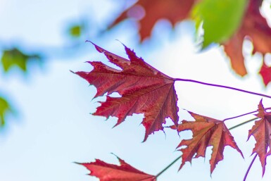 Acer platanoides 'Crimson Sentry' halbstamm