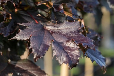 Acer plat. 'Crimson Sentry' halbstamm 6/8 120cm Stamm