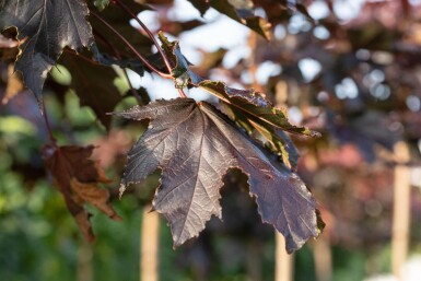 Acer plat. 'Crimson Sentry' halbstamm 6/8 120cm Stamm