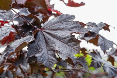 Acer plat. 'Crimson Sentry' halbstamm 6/8 120cm Stamm