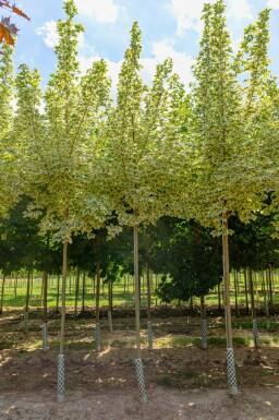 Acer platanoides 'Drummondii'