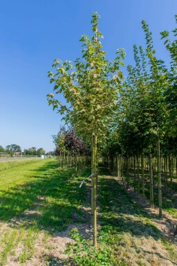 Acer platanoides 'Drummondii' hochstamm 4/6