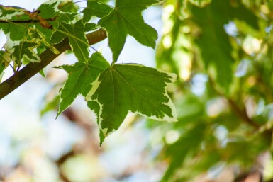 Acer platanoides 'Drummondii' hochstamm