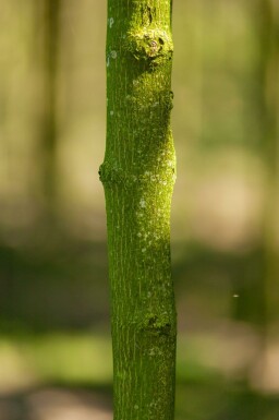 Acer platanoides 'Drummondii' hochstamm 4/6