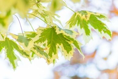 Acer platanoides 'Drummondii' hochstamm 4/6