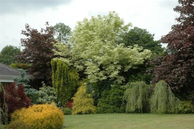 Acer platanoides 'Drummondii' hochstamm 4/6