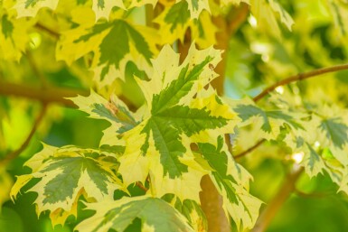 Acer platanoides 'Drummondii' hochstamm 4/6