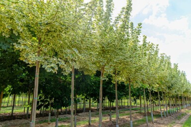 Acer platanoides 'Drummondii' hochstamm 4/6