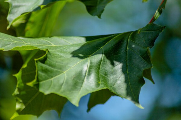 Acer platanoides 'Emerald Queen'