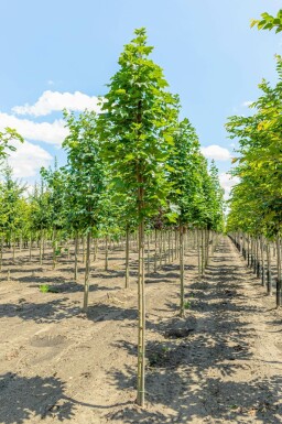 Acer platanoides 'Emerald Queen' hochstamm