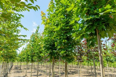 Acer platanoides 'Emerald Queen' hochstamm 8/10