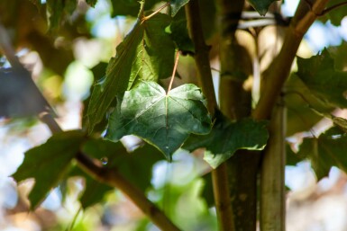 Acer platanoides 'Faassen's Black'