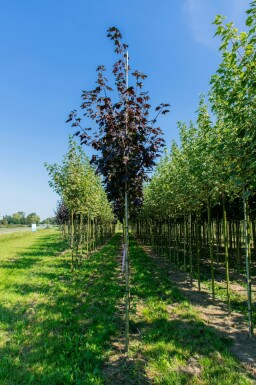 Acer platanoides 'Faassen's Black' hochstamm