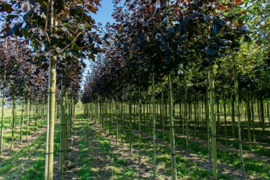 Acer platanoides 'Faassen's Black' hochstamm 10/12