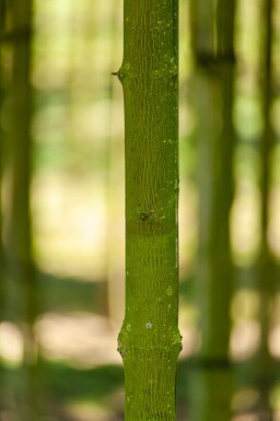 Acer platanoides 'Faassen's Black' hochstamm 10/12