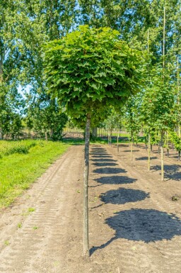 Acer platanoides 'Globosum'