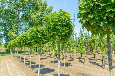 Acer platanoides 'Globosum'