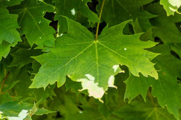 Acer platanoides 'Globosum'