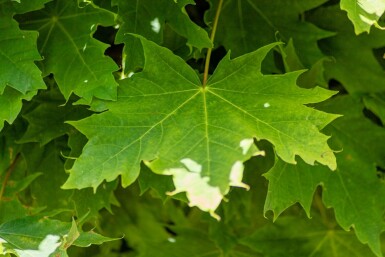 Acer platanoides 'Globosum' hochstamm 6/8 180cm Stamm