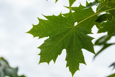 Acer platanoides 'Globosum' hochstamm 6/8 180cm Stamm