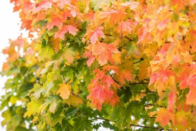 Acer platanoides 'Globosum' hochstamm 6/8 180cm Stamm