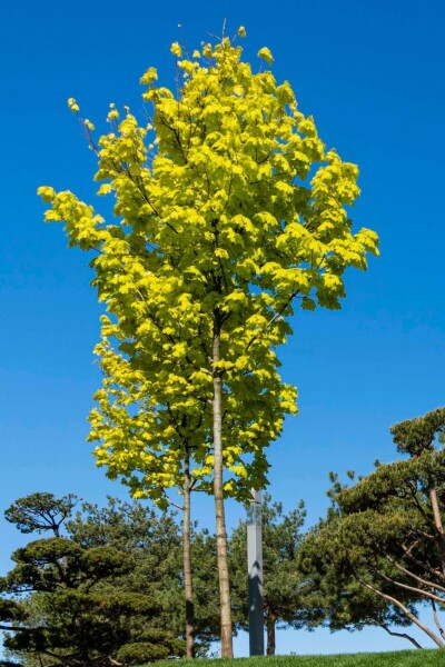 Acer platanoides 'Princeton Gold' hochstamm 14/16