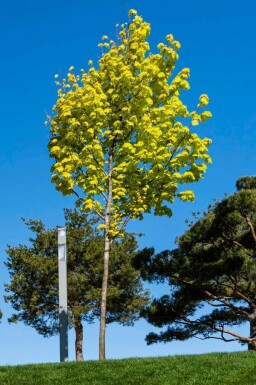 Acer platanoides 'Princeton Gold' hochstamm 14/16