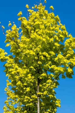 Acer platanoides 'Princeton Gold' hochstamm 14/16