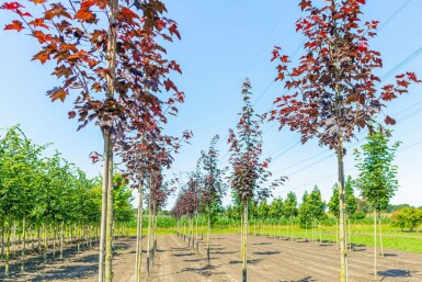 Acer platanoides 'Royal Red'