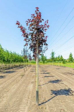 Acer platanoides 'Royal Red' hochstamm