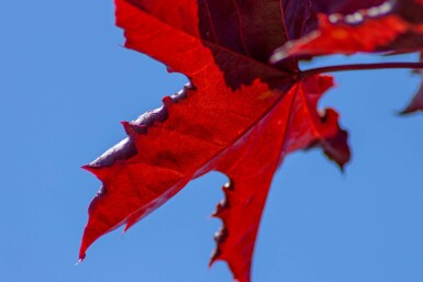 Acer platanoides 'Royal Red' hochstamm 6/8