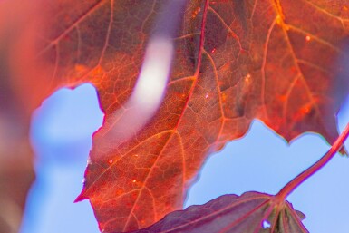 Acer platanoides 'Royal Red' hochstamm 6/8